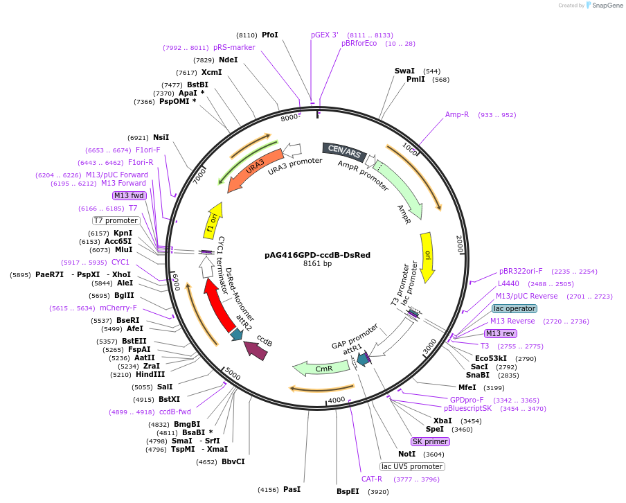 14364-plasmid-map-sequence-id-8027