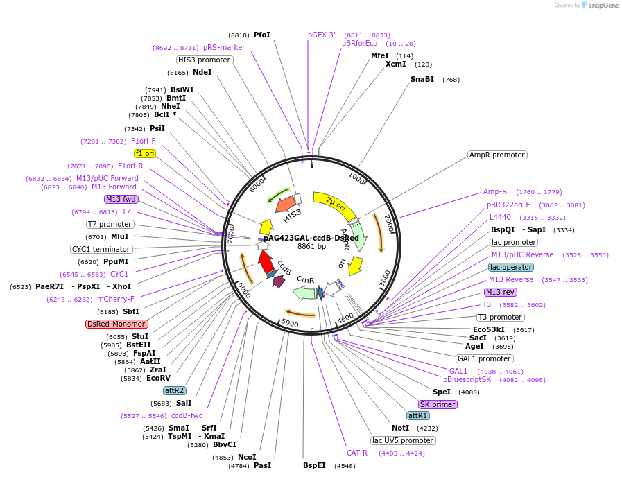 14365-plasmid-map-sequence-id-8028