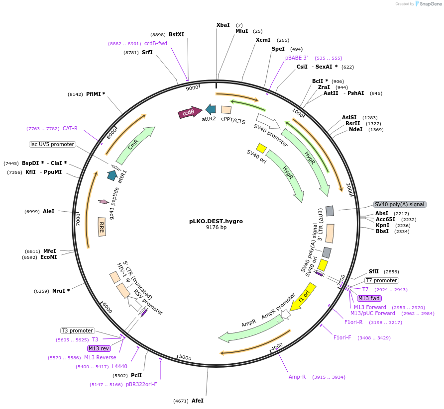32685-plasmid-map-sequence-id-80281