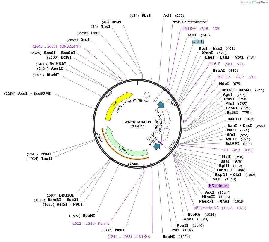32686-plasmid-map-sequence-id-80282