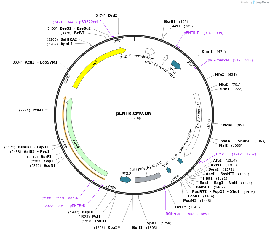 32687-plasmid-map-sequence-id-80283