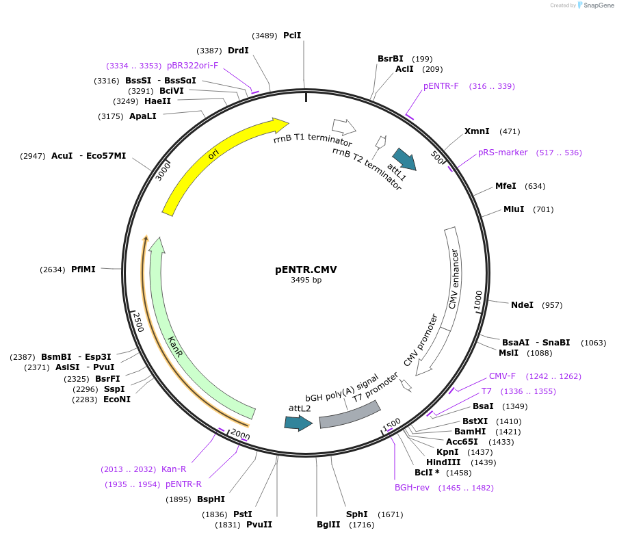 32688-plasmid-map-sequence-id-80284