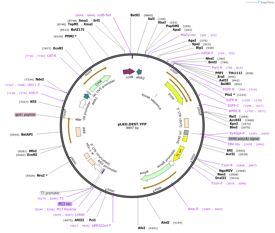 32683-plasmid-map-sequence-id-80286