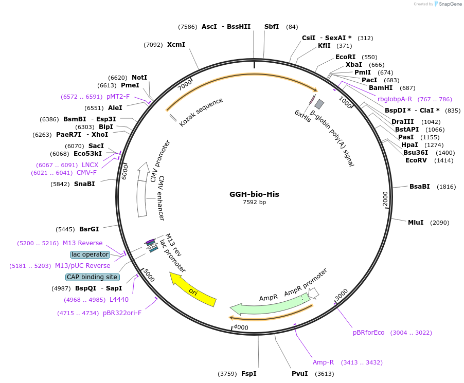 52066-plasmid-map-sequence-id-80289