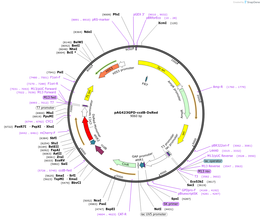 14366-plasmid-map-sequence-id-8029