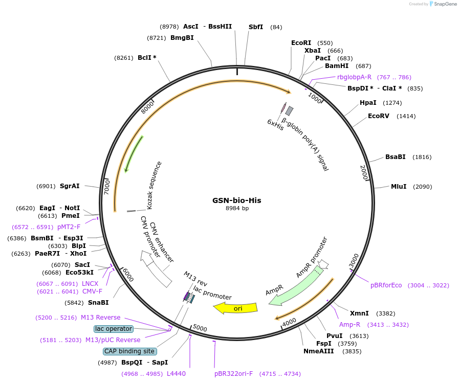 52067-plasmid-map-sequence-id-80292