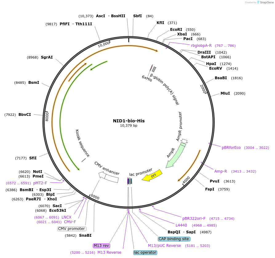 52068-plasmid-map-sequence-id-80293
