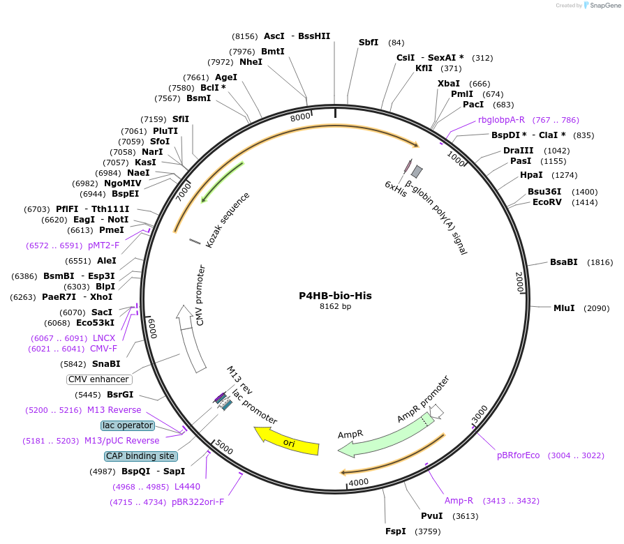 52069-plasmid-map-sequence-id-80294