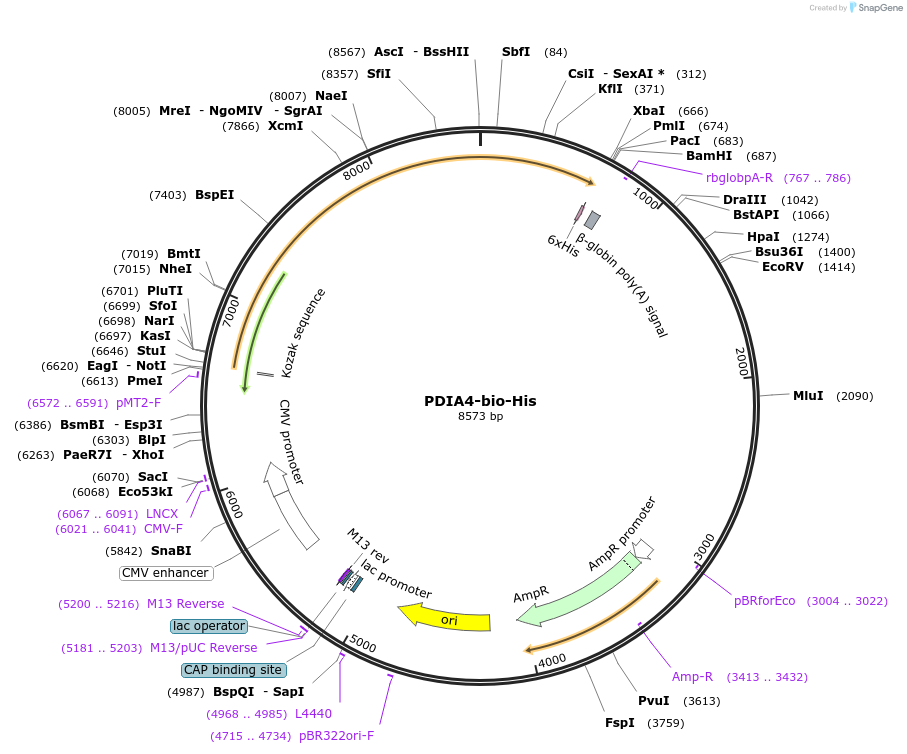 52071-plasmid-map-sequence-id-80296