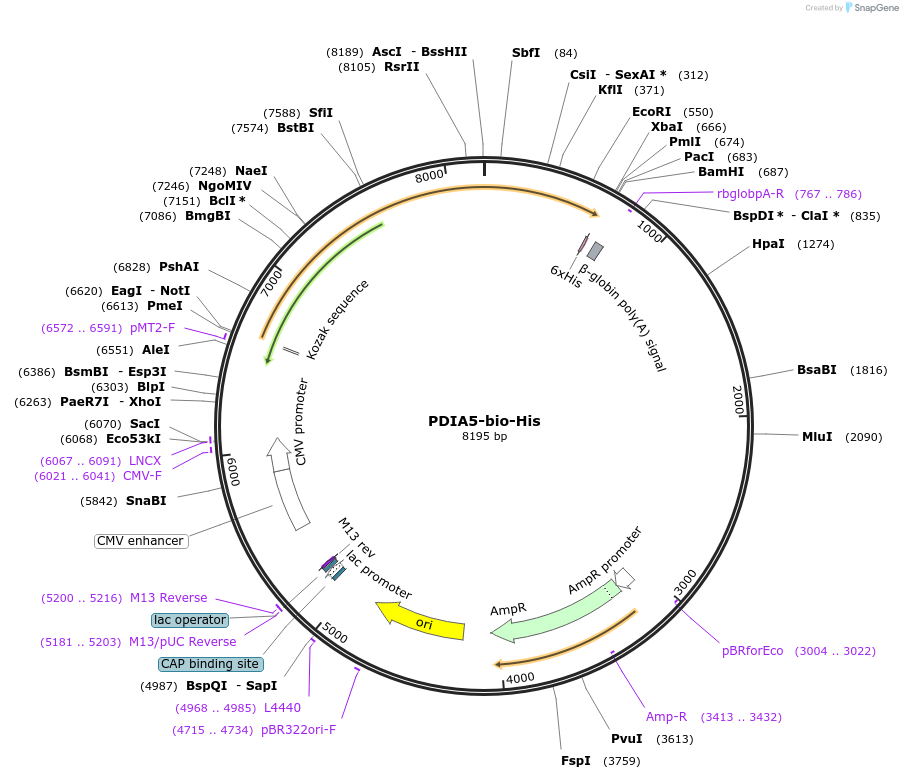 52072-plasmid-map-sequence-id-80297