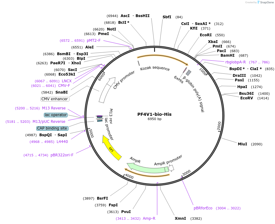 52073-plasmid-map-sequence-id-80298