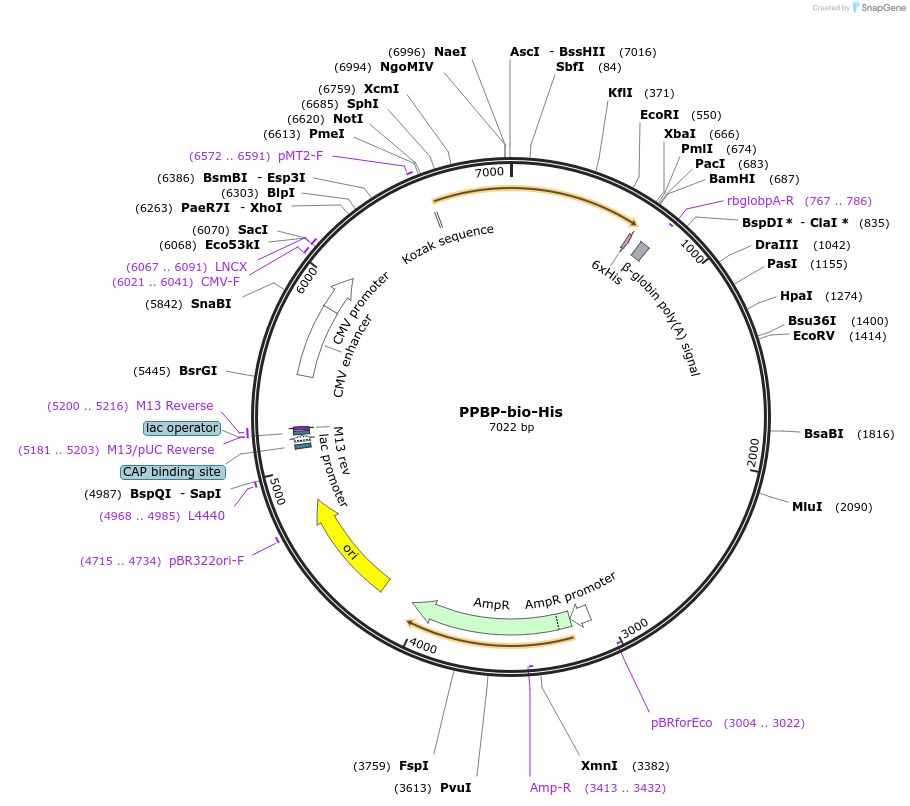 52074-plasmid-map-sequence-id-80299