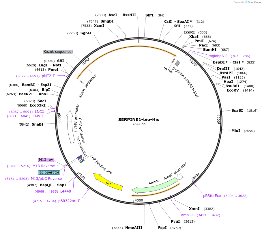 52077-plasmid-map-sequence-id-80302