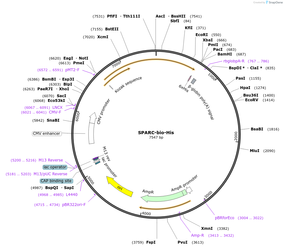 52078-plasmid-map-sequence-id-80303