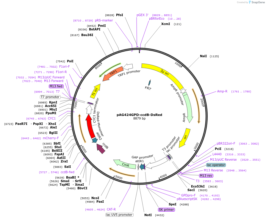 14368-plasmid-map-sequence-id-8031