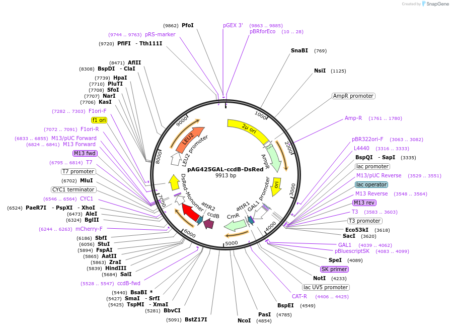 14369-plasmid-map-sequence-id-8032