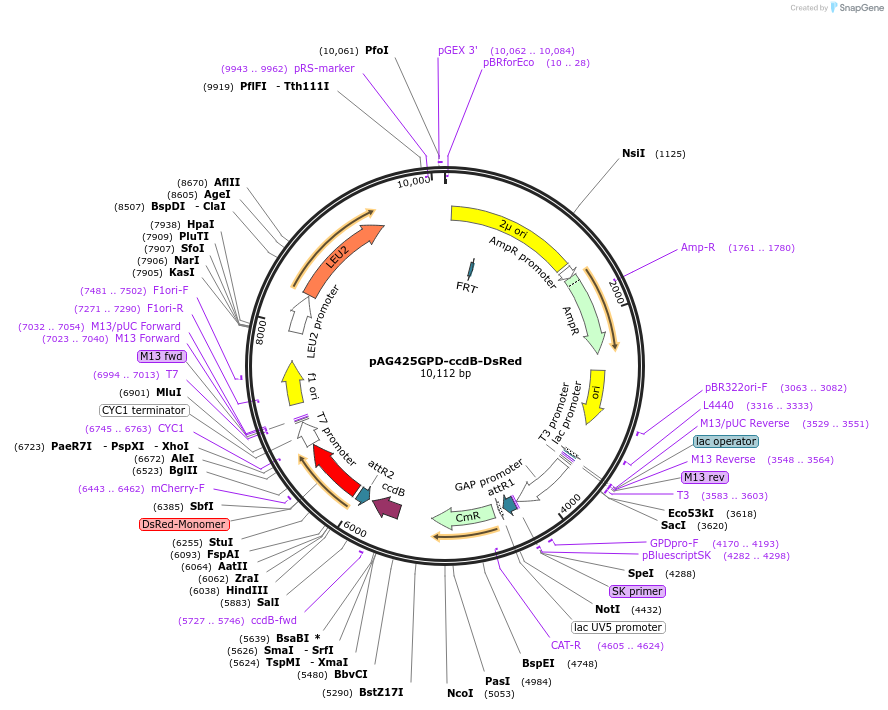 14370-plasmid-map-sequence-id-8033