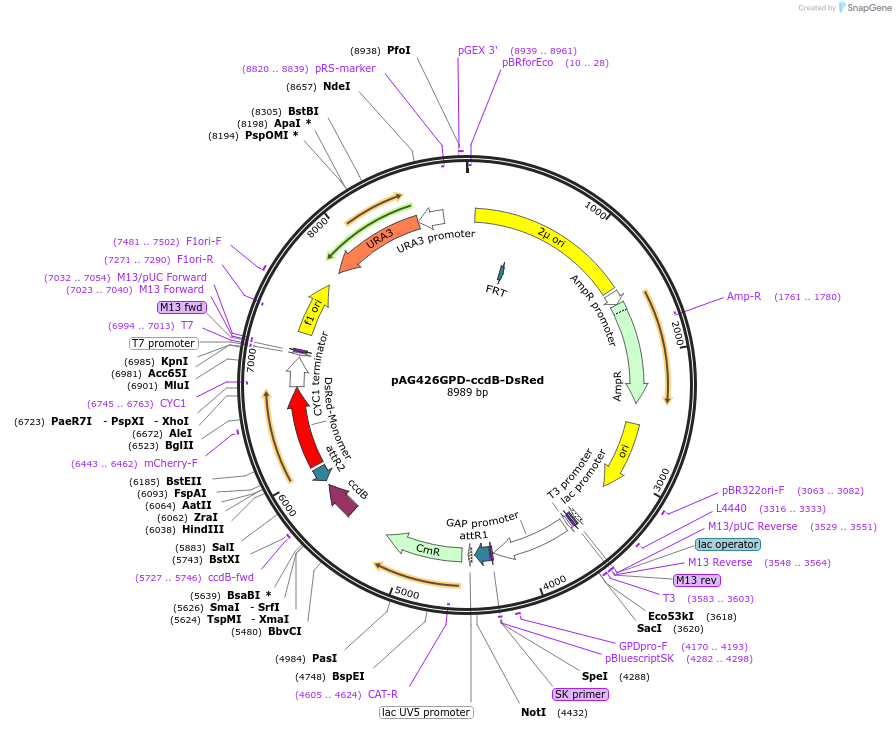 14372-plasmid-map-sequence-id-8035