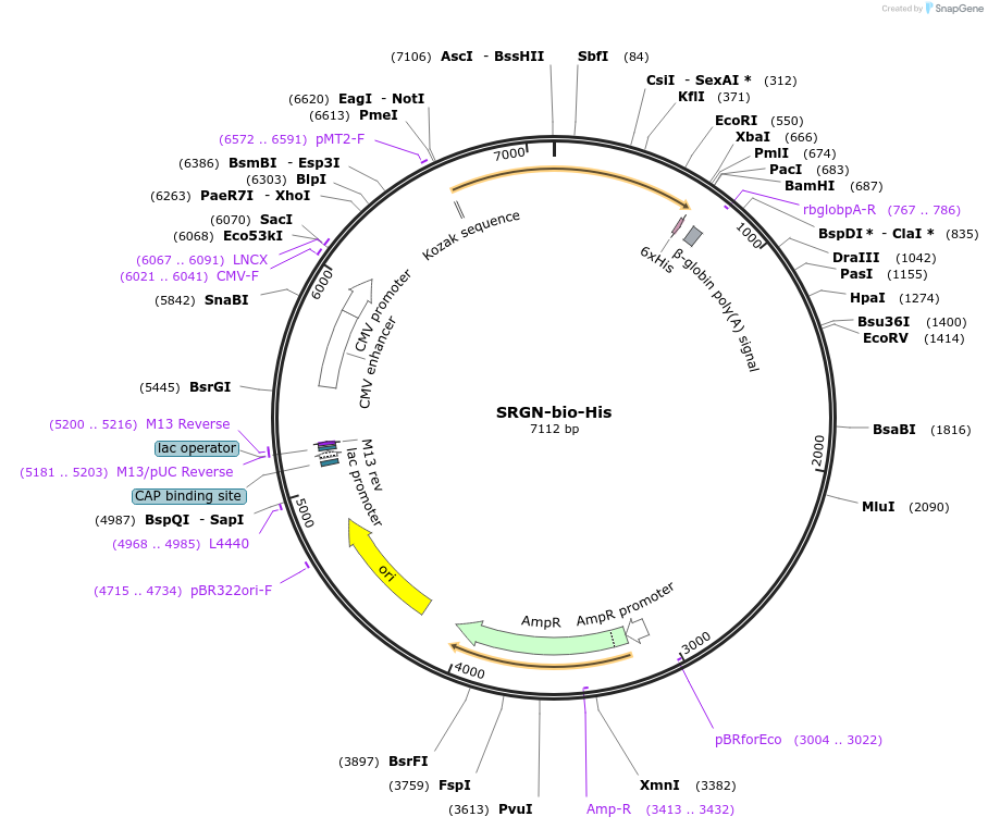 52088-plasmid-map-sequence-id-80364