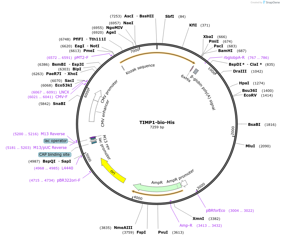 52089-plasmid-map-sequence-id-80365