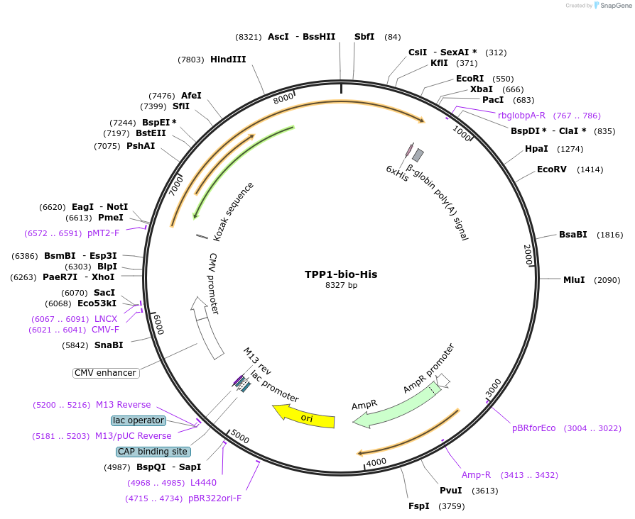 52090-plasmid-map-sequence-id-80366