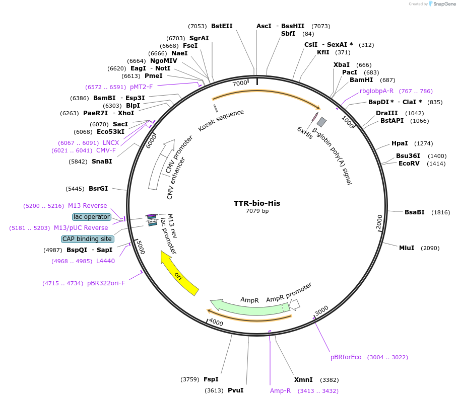 52091-plasmid-map-sequence-id-80367