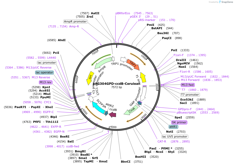 14376-plasmid-map-sequence-id-8039