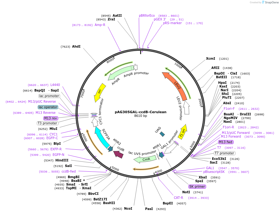 14377-plasmid-map-sequence-id-8040