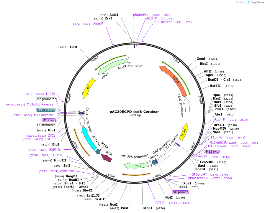 14378-plasmid-map-sequence-id-8041
