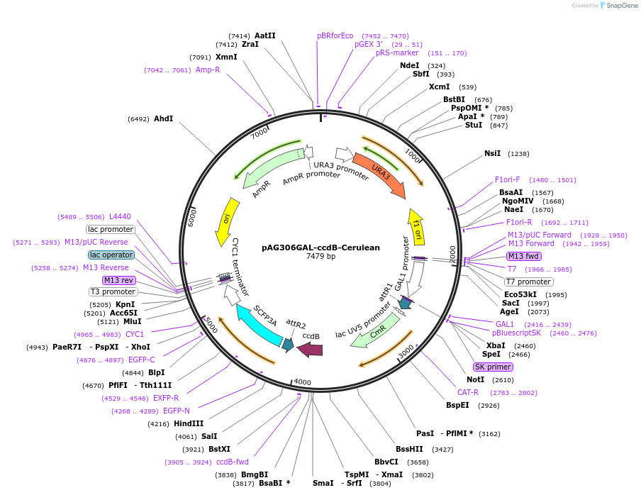 14379-plasmid-map-sequence-id-8042