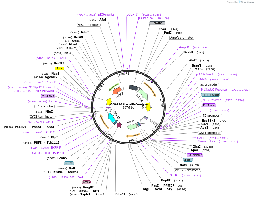 14381-plasmid-map-sequence-id-8044