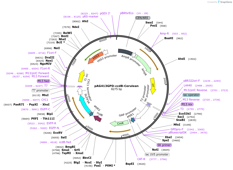 14382-plasmid-map-sequence-id-8045