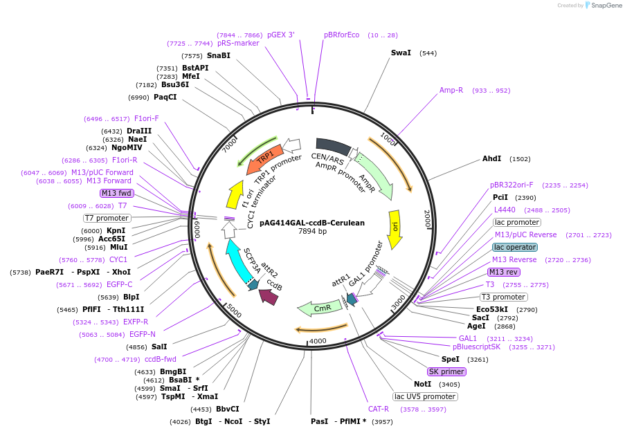 14383-plasmid-map-sequence-id-8046