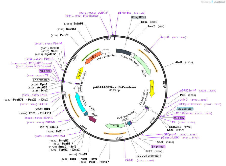 14384-plasmid-map-sequence-id-8047
