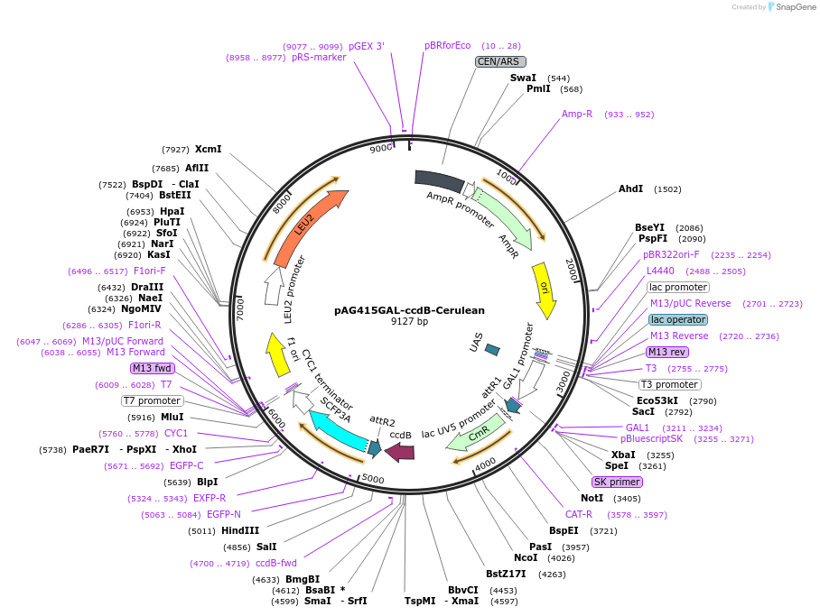 14385-plasmid-map-sequence-id-8048