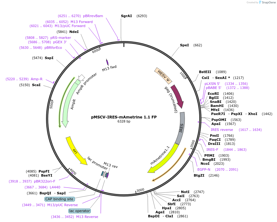 52113-plasmid-map-sequence-id-80499