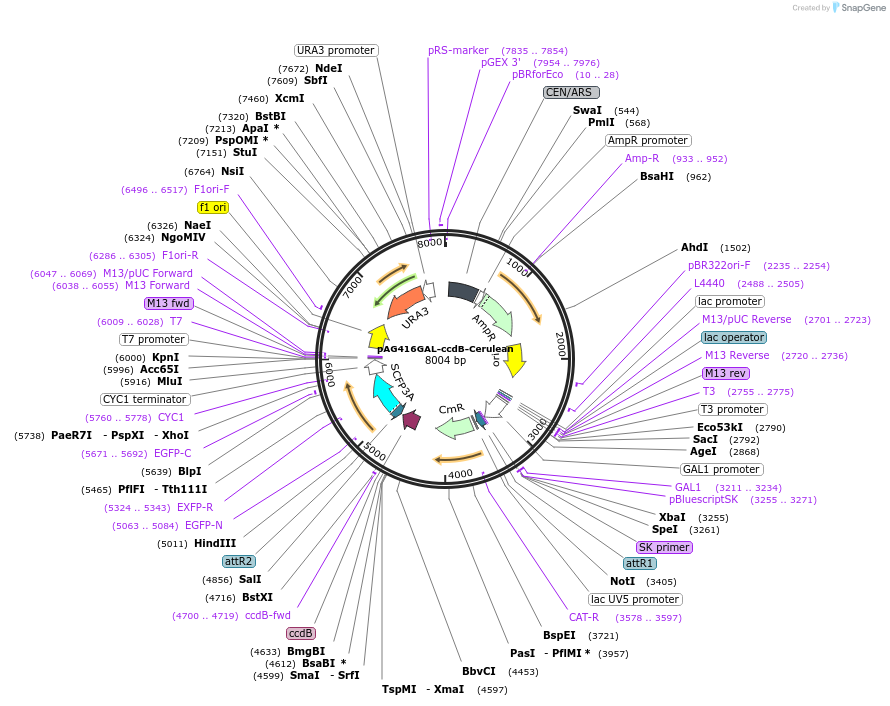 14387-plasmid-map-sequence-id-8050