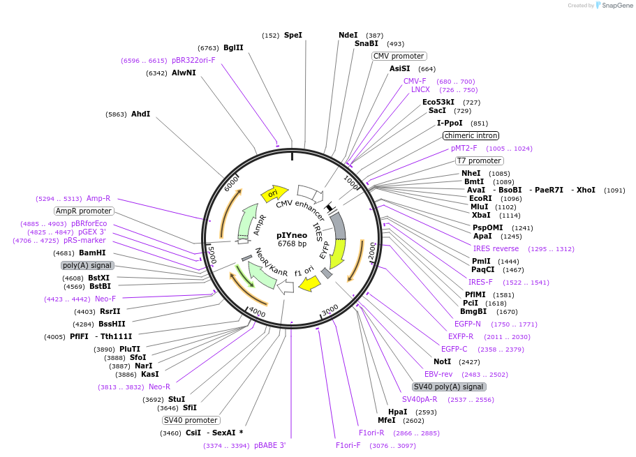 52117-plasmid-map-sequence-id-80503
