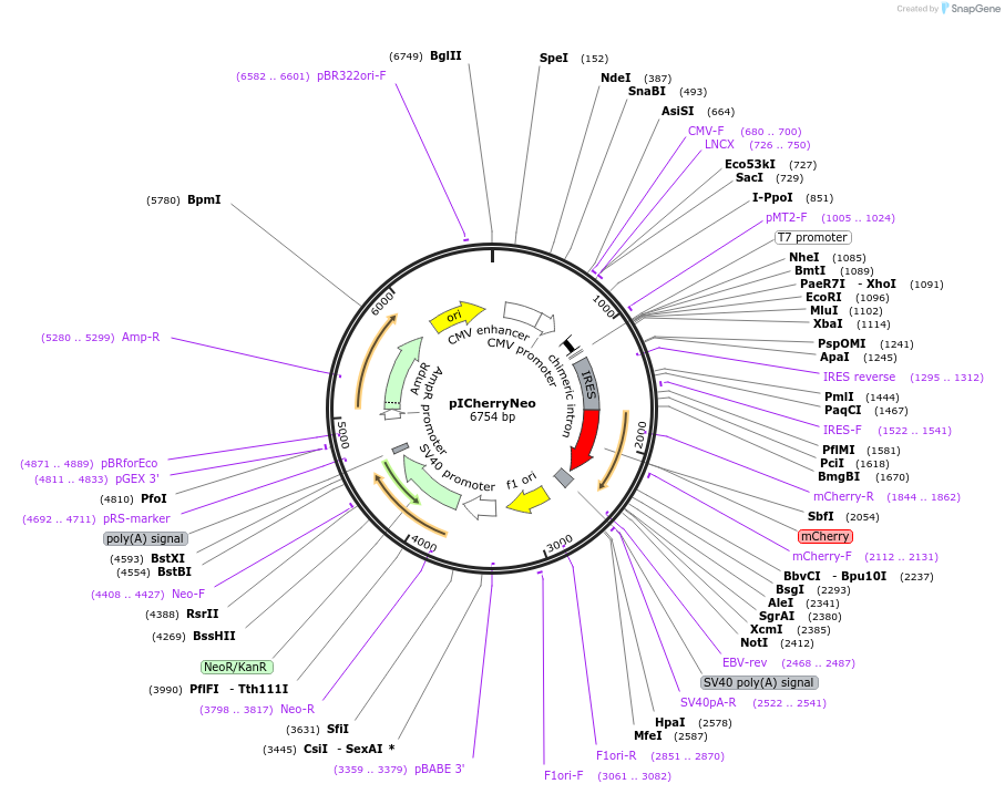 52119-plasmid-map-sequence-id-80505