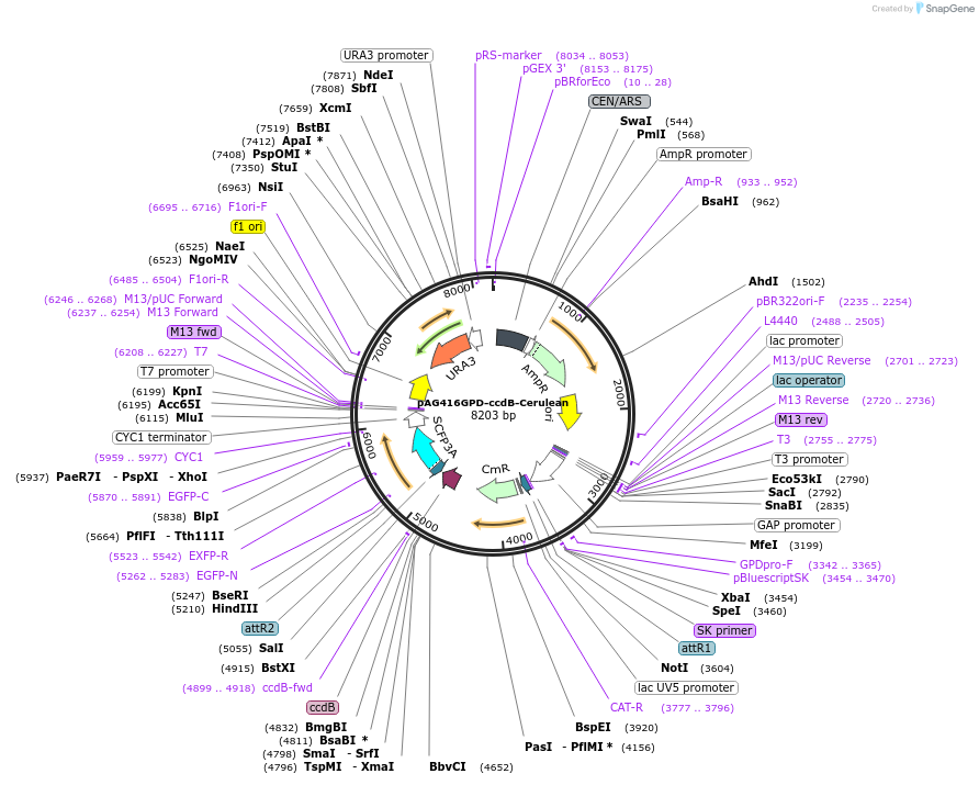 14388-plasmid-map-sequence-id-8051