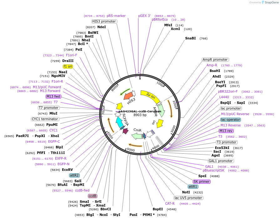 14389-plasmid-map-sequence-id-8052