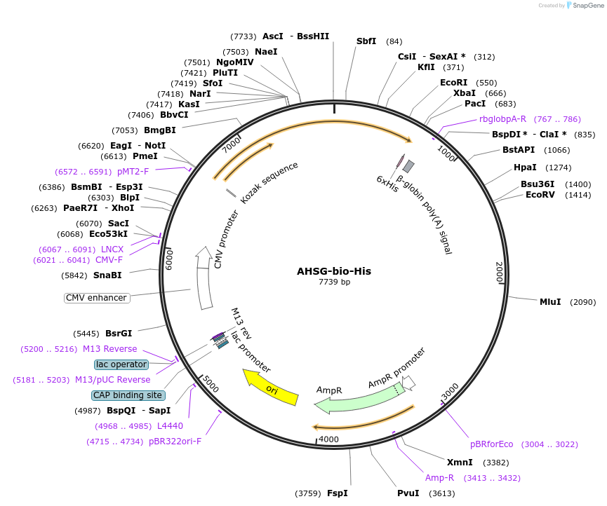52175-plasmid-map-sequence-id-80539