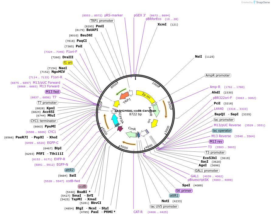 14391-plasmid-map-sequence-id-8054