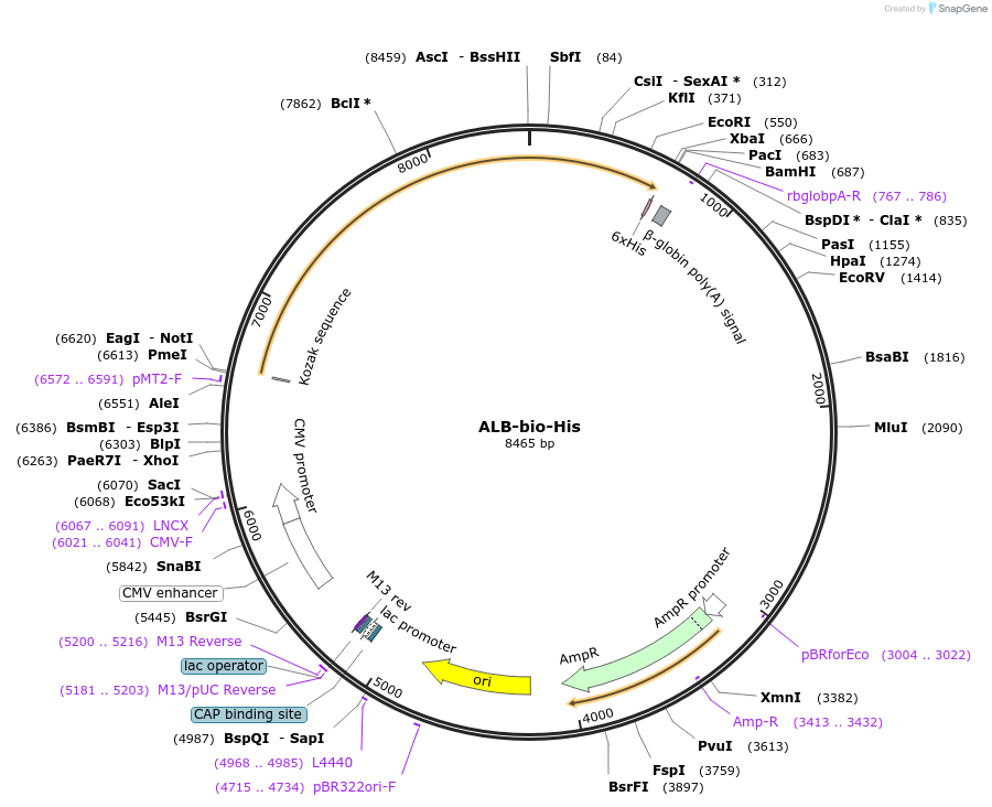 52176-plasmid-map-sequence-id-80540