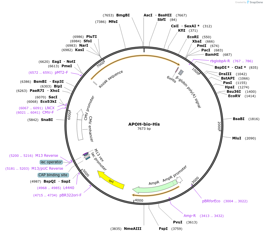 52177-plasmid-map-sequence-id-80541