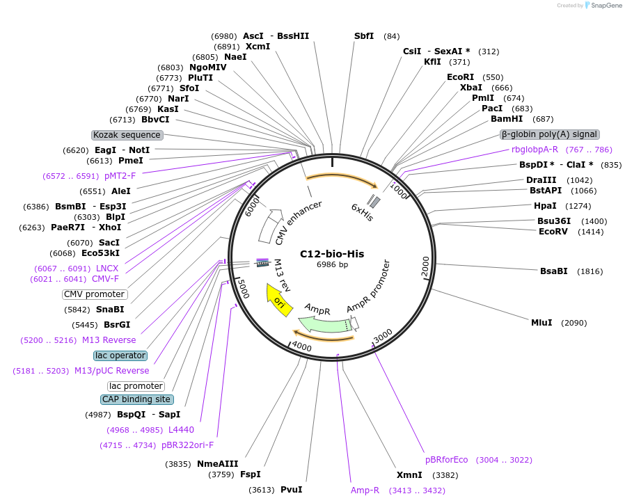 52178-plasmid-map-sequence-id-80542