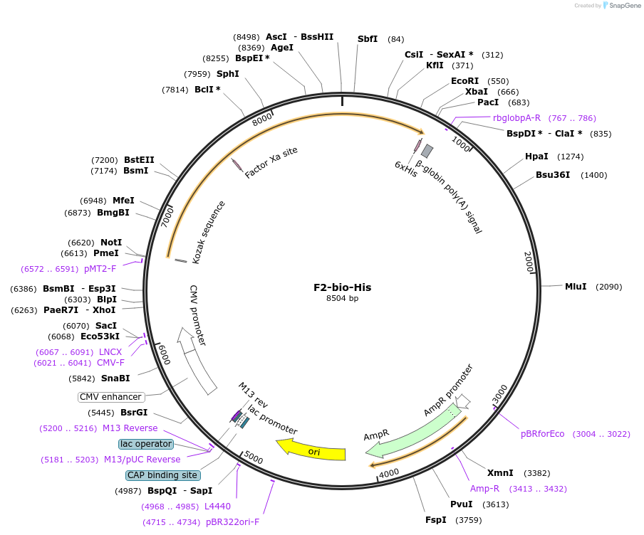 52179-plasmid-map-sequence-id-80543