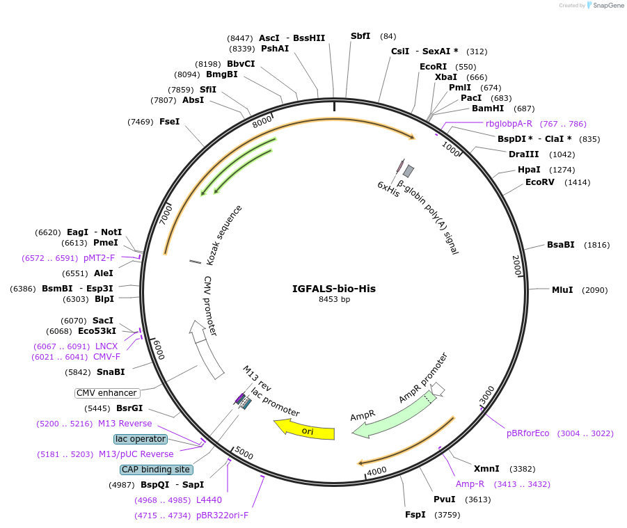 52180-plasmid-map-sequence-id-80544