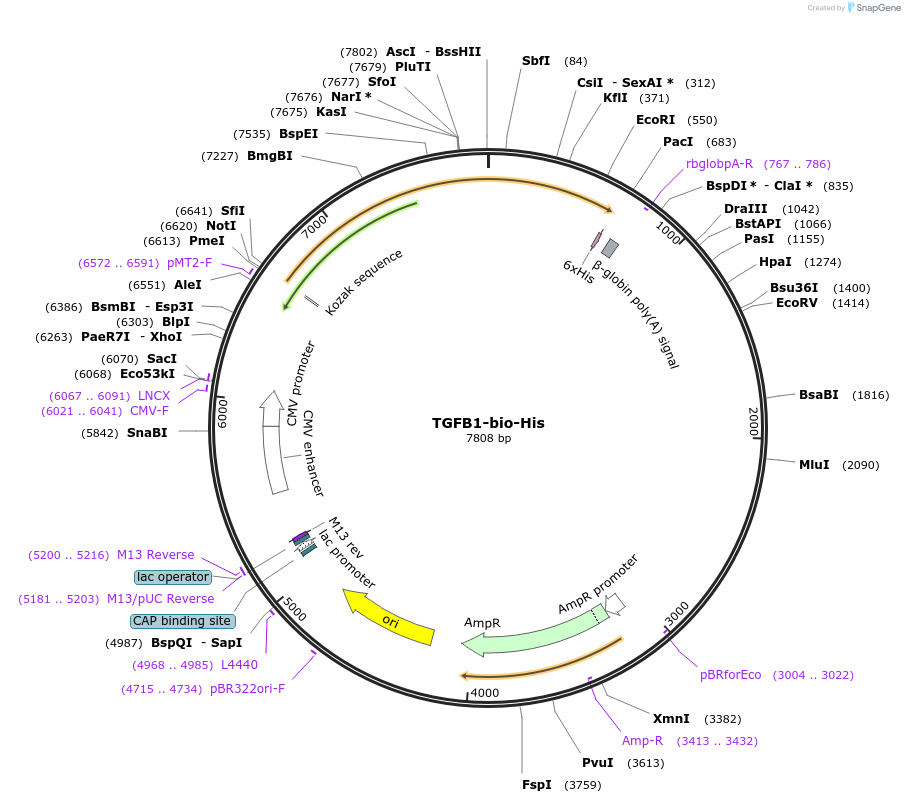 52185-plasmid-map-sequence-id-80549