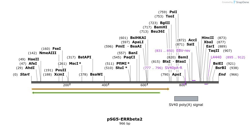 80555_map